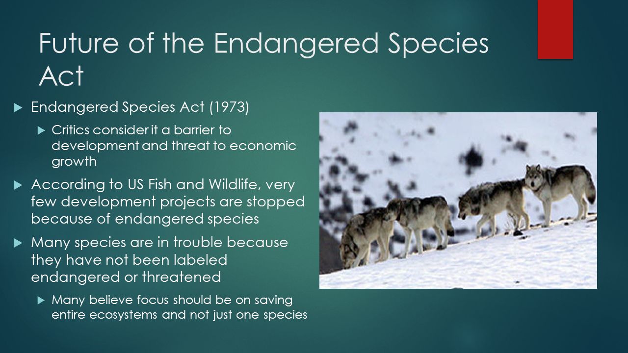 Endangered species should be prioritized
